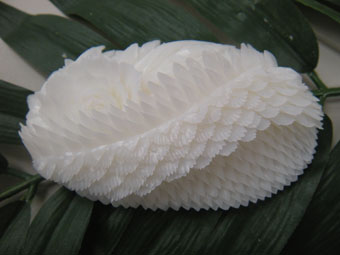 ITDA �\�[�v�J�[�r���O